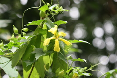 Momordica subangulata